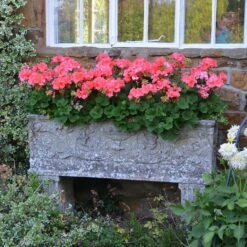 Großer Stein Pflanztrog Antik - Vicenza Grande -Pflanztöpfe Verkaufsgeschäft grosser stein pflanztrog antik vicenza grande3