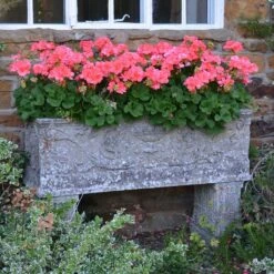 Großer Stein Pflanztrog Antik - Vicenza Grande -Pflanztöpfe Verkaufsgeschäft grosser stein pflanztrog antik vicenza grande4